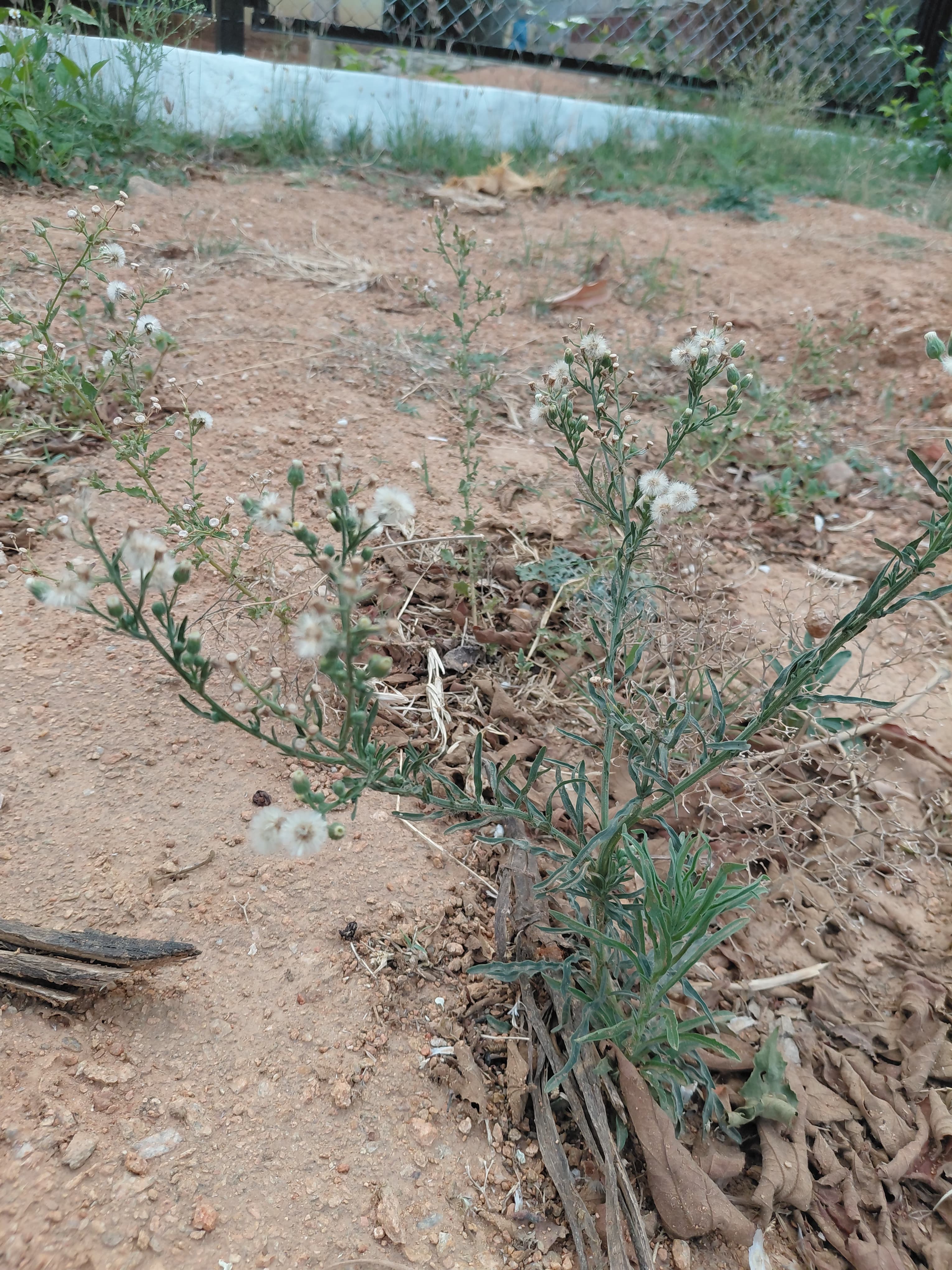 Example of a blurry or poorly framed plant photo